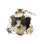 杉村家のみゃーこちゃんたち（個別スタンプ：16）