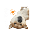 きなことすもも【日常】（個別スタンプ：1）