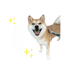 きなことすもも【日常】（個別スタンプ：3）