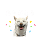 きなことすもも【日常】（個別スタンプ：4）