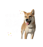 きなことすもも【日常】（個別スタンプ：5）
