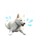 きなことすもも【日常】（個別スタンプ：6）