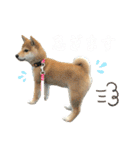 きなことすもも【日常】（個別スタンプ：7）