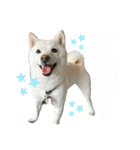 きなことすもも【日常】（個別スタンプ：8）