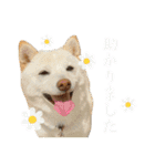 きなことすもも【日常】（個別スタンプ：10）