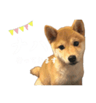 きなことすもも【日常】（個別スタンプ：11）