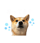 きなことすもも【日常】（個別スタンプ：13）