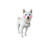 きなことすもも【日常】（個別スタンプ：15）