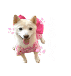 きなことすもも【日常】（個別スタンプ：23）