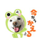 きなことすもも【日常】（個別スタンプ：26）