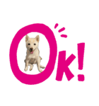 きなことすもも【日常】（個別スタンプ：28）