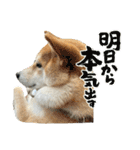 きなことすもも【日常】（個別スタンプ：29）