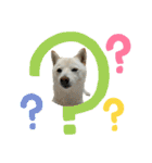 きなことすもも【日常】（個別スタンプ：34）
