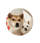 きなことすもも【日常】（個別スタンプ：37）