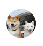 きなことすもも【日常】（個別スタンプ：38）