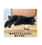 いつでも猫と一緒スタンプその2（個別スタンプ：5）