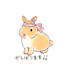 うさぎの菫ちゃん（個別スタンプ：11）