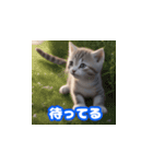 子猫のあいさつ3（個別スタンプ：16）