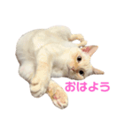 ミカヅキ＆MANYのスタンプ（個別スタンプ：1）