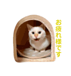 ミカヅキ＆MANYのスタンプ（個別スタンプ：4）