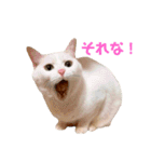 ミカヅキ＆MANYのスタンプ（個別スタンプ：12）