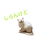 ミカヅキ＆MANYのスタンプ（個別スタンプ：13）