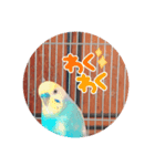 ピピピピぴっぴさん（個別スタンプ：1）