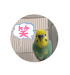 ピピピピぴっぴさん（個別スタンプ：2）