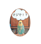 ピピピピぴっぴさん（個別スタンプ：3）