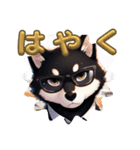 柴犬3色ブラザーズ（個別スタンプ：1）