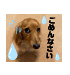 ココア＆ミルクスタンプ（個別スタンプ：3）