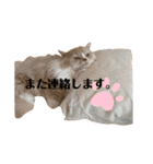 ラテのスタンプ 40個（個別スタンプ：21）