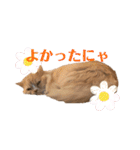 ラテのスタンプ 40個（個別スタンプ：34）