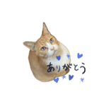 めにょ（個別スタンプ：1）