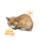 めにょ（個別スタンプ：6）