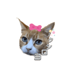 めにょ（個別スタンプ：7）