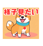 遊び心のあるかわいい柴犬スタンプ（個別スタンプ：29）