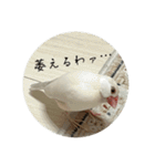 うちのおこめさんときなこさん。2（個別スタンプ：2）
