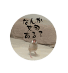 うちのおこめさんときなこさん。2（個別スタンプ：6）
