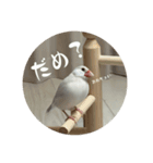 うちのおこめさんときなこさん。2（個別スタンプ：10）