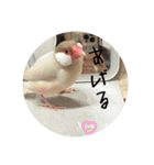うちのおこめさんときなこさん。2（個別スタンプ：15）
