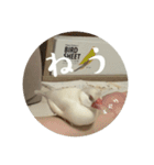 うちのおこめさんときなこさん。2（個別スタンプ：17）
