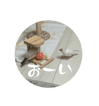うちのおこめさんときなこさん。2（個別スタンプ：22）