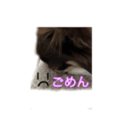 チワワのチップ（チョコタンホワイト）（個別スタンプ：2）