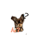 チワワのチップ（チョコタンホワイト）（個別スタンプ：7）