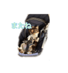 チワワのチップ（チョコタンホワイト）（個別スタンプ：9）