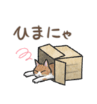 猫とダンボールのスタンプ（個別スタンプ：5）