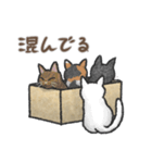 猫とダンボールのスタンプ（個別スタンプ：12）