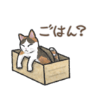 猫とダンボールのスタンプ（個別スタンプ：13）