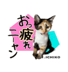 8匹のこねこ（個別スタンプ：1）